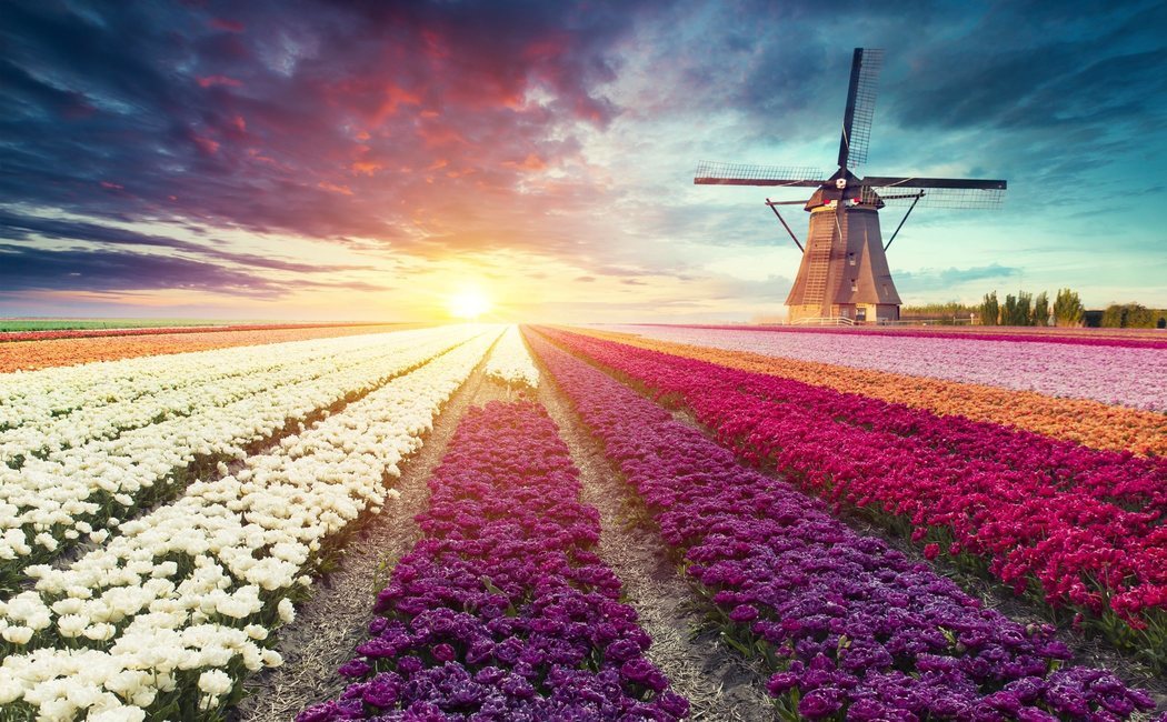 Qué ver y cómo ir a los Molinos de Kinderdijk en Holanda