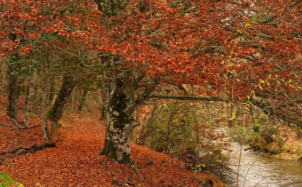 Dónde ver el otoño en Madrid: 4 parajes naturales donde disfrutar de esta estación