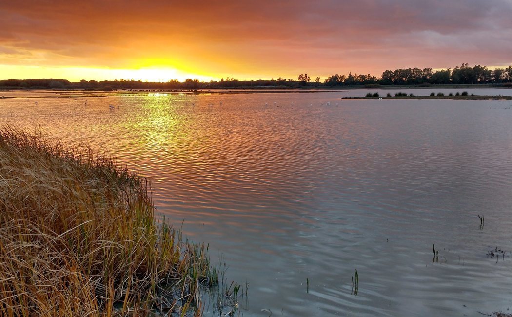 Qué ver en Doñana: guía para visitar el Parque Nacional repartido entre Huelva, Sevilla y Cádiz