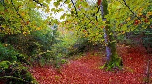 Qué ver en la Selva de Irati, la grandiosidad del Pirineo navarro