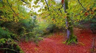 Qué ver en la Selva de Irati, la grandiosidad del Pirineo navarro