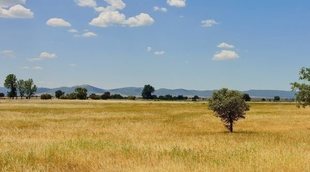 Descubre el Parque Nacional de Cabañeros a través de sus diferentes rutas y senderos