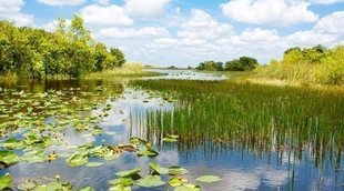 Qué ver y qué hacer en Los Everglades