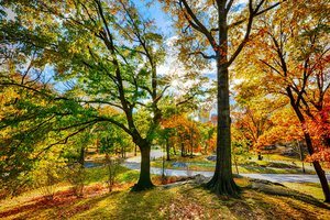 Central Park en otoño