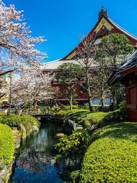 Sakura en los jardines del templo Sensoji en Asakusa, Tokio